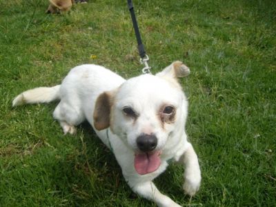 Blanquita – Süße, liebenswerte Schneekönigin sitzt auf gepacktem Koffer!