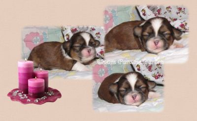 Shih Tzu in gold und gold-weiß