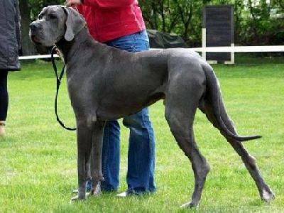 Wir erwarten Mitte - April 2012 Deutsche Doggen Welpen !