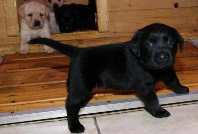  Labrador Welpen blond und schwarz