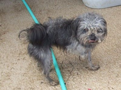 Pity – Mini Teppichporsche bettelt um ein warmes Plätzchen!