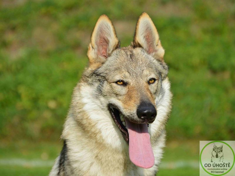Tschechoslowakische Wolfshund