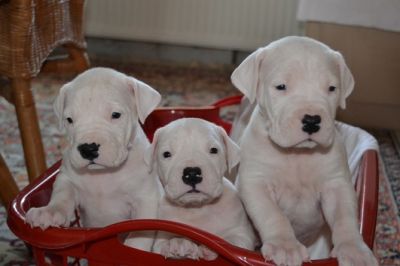 Wunderschöne Dogo Argentino Welpen