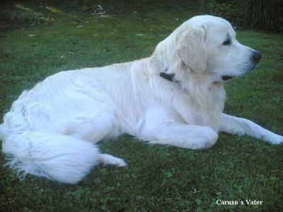 Cremefarbener Golden Retriever Deckrüde