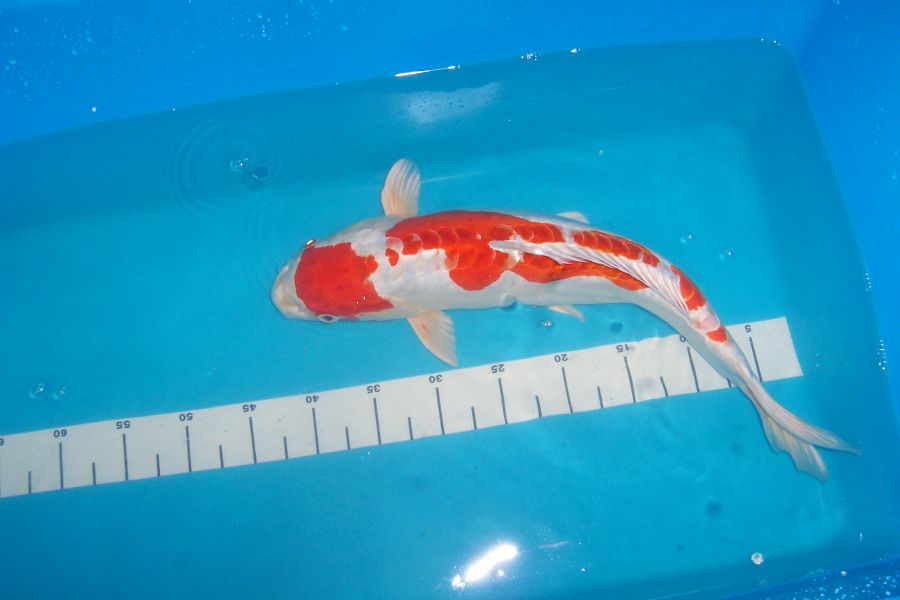 Japan Koi, Teichmuscheln, Edelkrebse, uvm. vom Koi-Center Schafflund