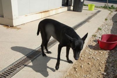 Azul – Gibt es auch einen Couchplatz für ein zartes, sanftes Rehlein?