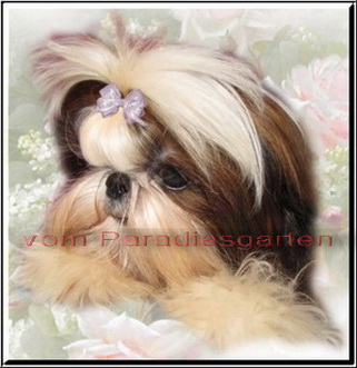Wurfankündigung von Typvollen Shih Tzu Welpen