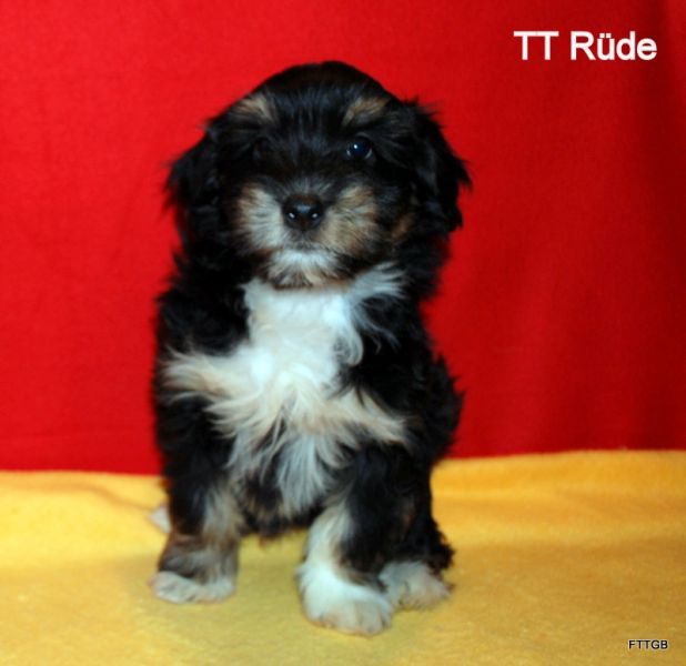 Tibet Terrier Welpen