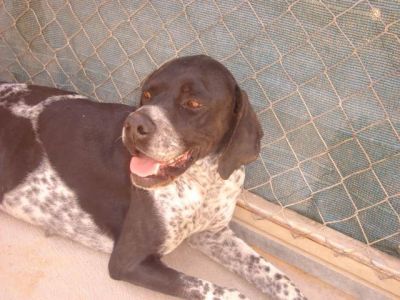 Moira – Super liebe, wunderschön gezeichnete „Dame“ hofft auf die Couch für’s Leben!