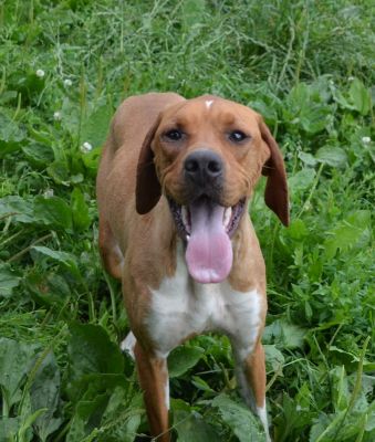 Pointer Hündin
