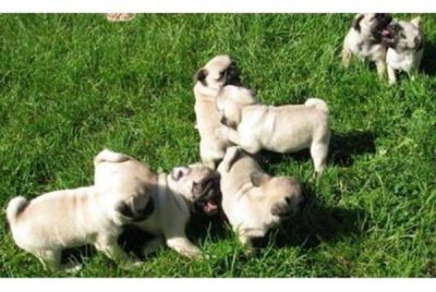 Süsse Mops Welpen zu verkaufen, sind 8 Woche