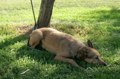 Whisky – Hier geht unvergleichlich liebevoller Charakter vor Optik!