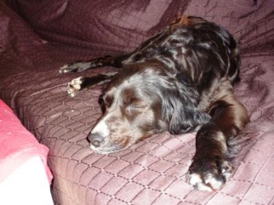 Sita – Super schöne, super anhängliche Kandidatin für die Familiencouch!