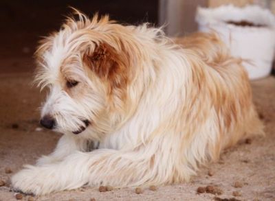 Kalin – Lebensfroher Superboy sucht Familien-Kuschel-Spiel-Couch!