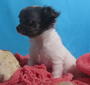 Mini chihuahua welpen aus gepflegter Hausaufzucht mit Papiere