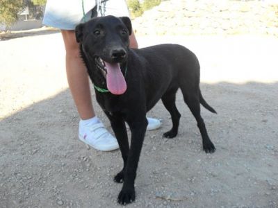 Charlie – Kinderfreundlicher „Man in Black“ im Familien Suchmodus!