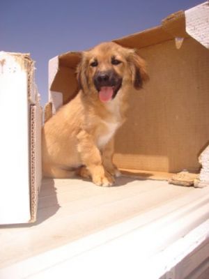 Sheriff Toy – Ganz viel goldige Welpenfröhlicheit sucht fröhliche Zweibeiner!