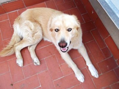 Coco – Ausgeglichenheit, Souveränität und super Optik für die Familiencouch!