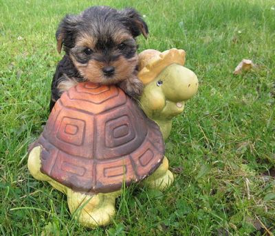Yorkshire Terrier mini Welpen black and tan m.P.
