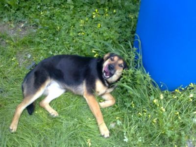 Donna – Eine „Donna“, wie man sie sich nicht besser wünschen kann!