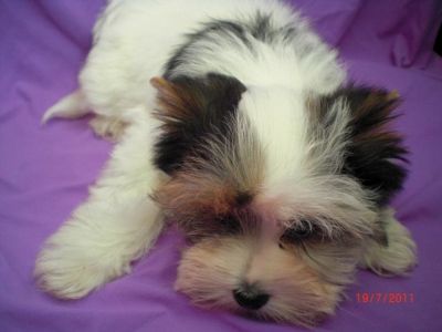 Reinrassige Biewer Yorkshire Terrier Hündin a la pom pon