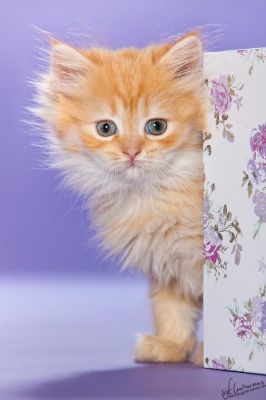 BKH und Highlander Babys in Red, Tabby und Colourpoint...   