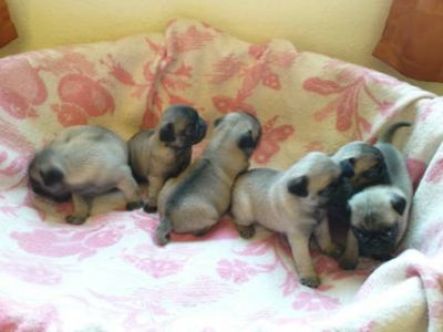 Süsse Mops Welpen zu verkaufen, sind 8 Woche