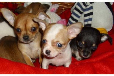 Reinrassigen Chihuahua Welpen Mit Stammbaum 