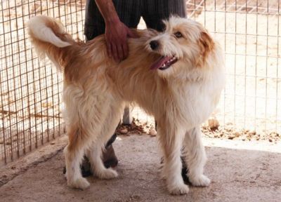 Kalin – Lebensfroher Superboy sucht Familien-Kuschel-Spiel-Couch!