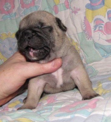 Französische Bulldoggen Hündin und Rüde in fawn