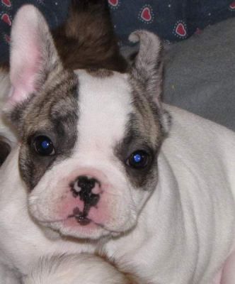Französische Bulldoggen in reverse-brindle-pied