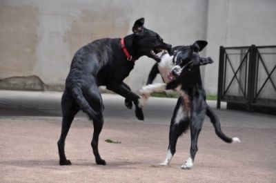 Tierpsychologie Dresden
