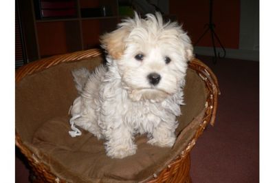  Bolonka Zwetna Welpen 