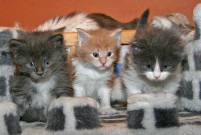 Mainecoon