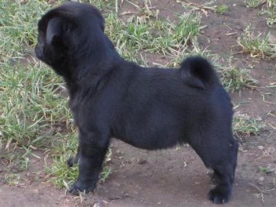 Reinrassige wuderschöne mops-welpen