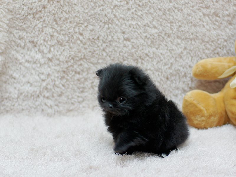 Bezaubernder Zwergspitzwelpen/ Pomeranian zu verkaufen