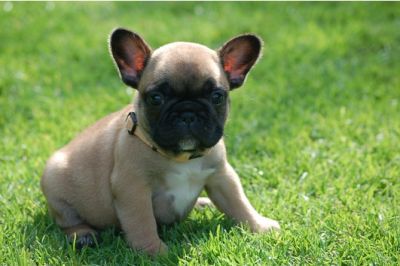 Französisch Bulldog Welpen mit Papiere 