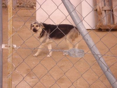 Rista – Vergessenes, loyales Juwel bittet sanft um Couchplatz!