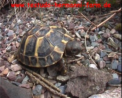 Italienische Landschildkröten Testudo hermanni hermanni Nachzucht 2010