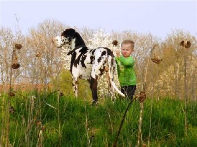Wir erwarten Mitte - April 2012 Deutsche Doggen Welpen !