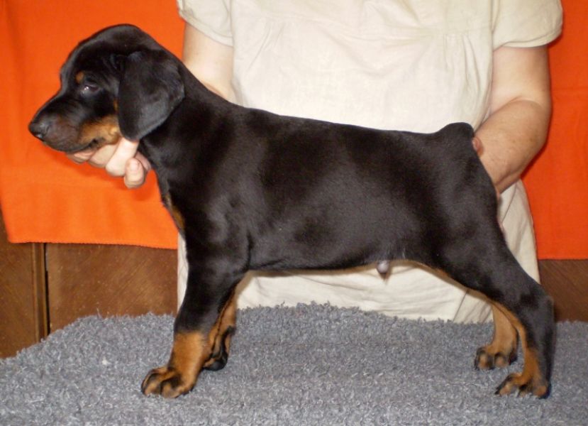 Dobermann - braune und schwarze Welpen mit FCI Papieren aus CZ Zucht