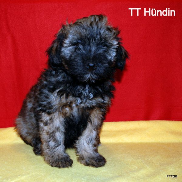 Tibet Terrier Welpen