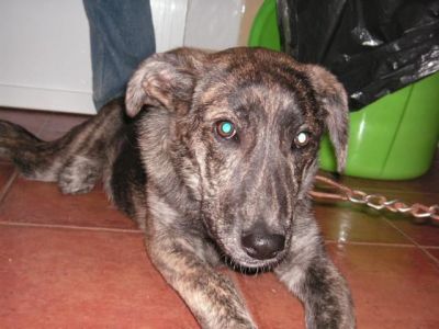 Chispita – Optisch außergewöhnliche Hyänen-Welpen-Lady mit Traumcharakter!