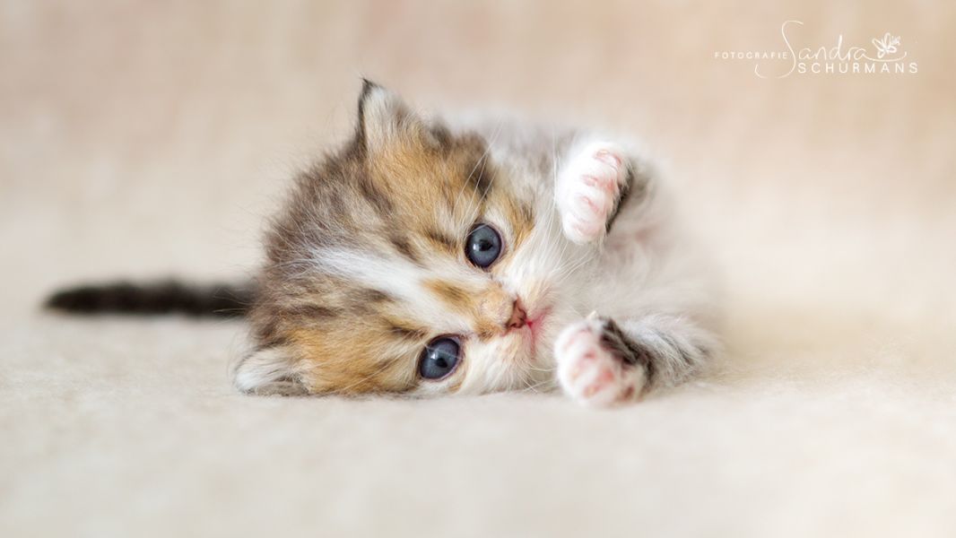 Zauberhafte Britenkinder suchen... 