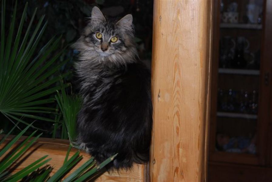 Maine Coon Mädel