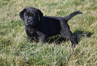 Schwarz und Weiß Labrador - Welpen