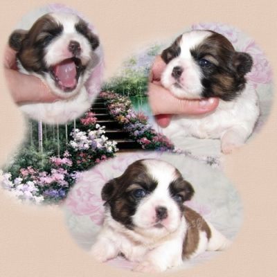 Süße Shih Tzu Welpen von Züchter