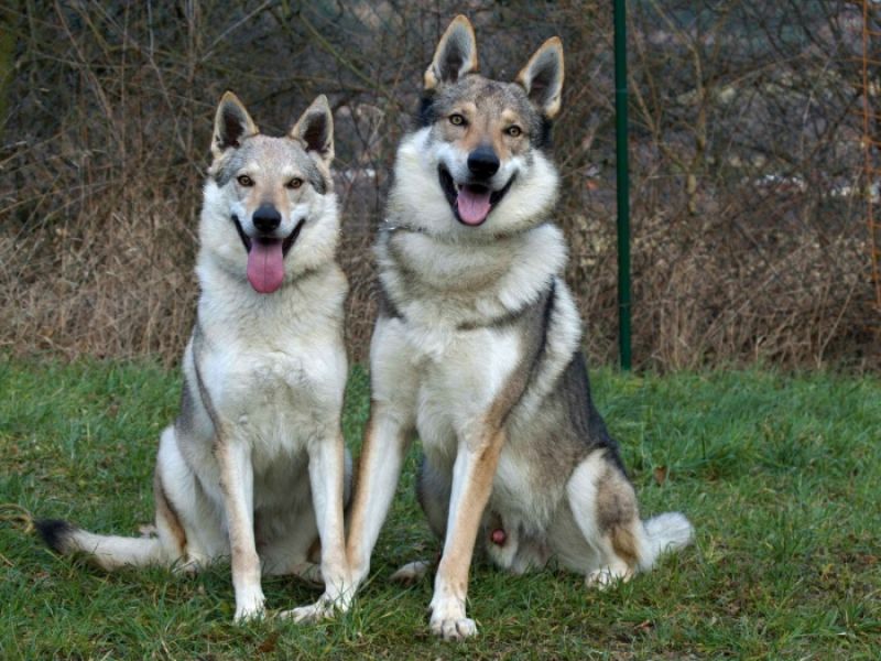 Tschechoslowakische Wolfshund
