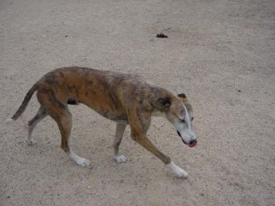 Espartaco – Der fröhliche Familien-“Spartakus“ unter den Rauhaar Galgos!