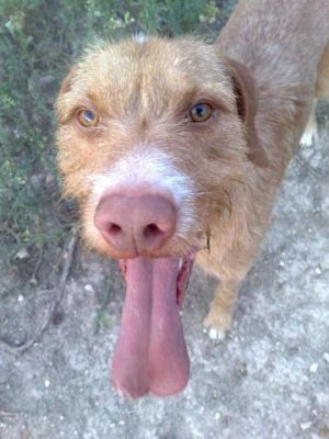 Rufo – Liebevoller, häuslicher Sunnyboy verliert sein Zuhause!